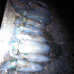 中秋の名月満月大潮プチ遠征エギング